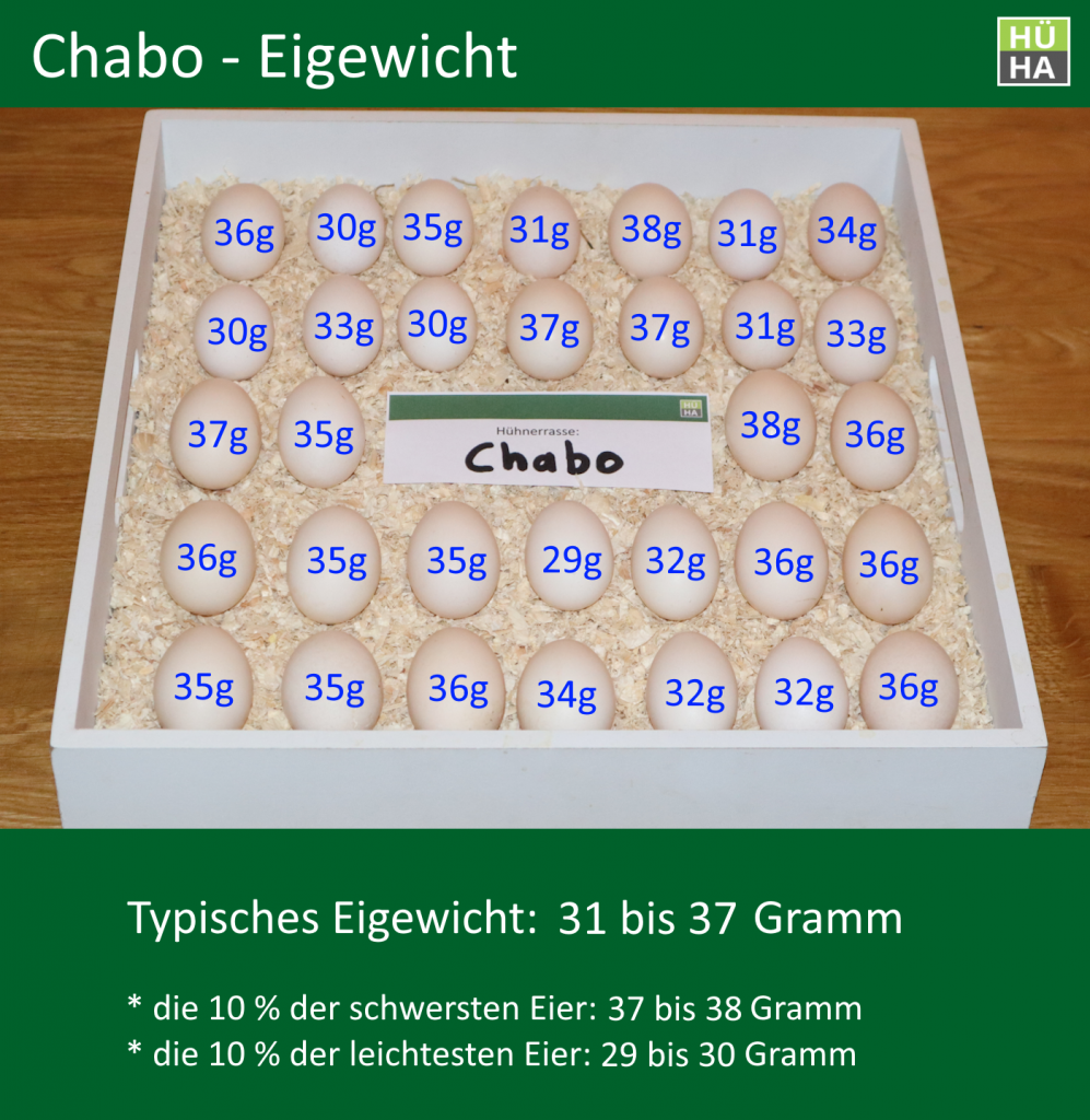 Auf dem Bild sieht man 32 Chabo Eier, bei denen zu jedem Ei das Gewicht angegeben ist.