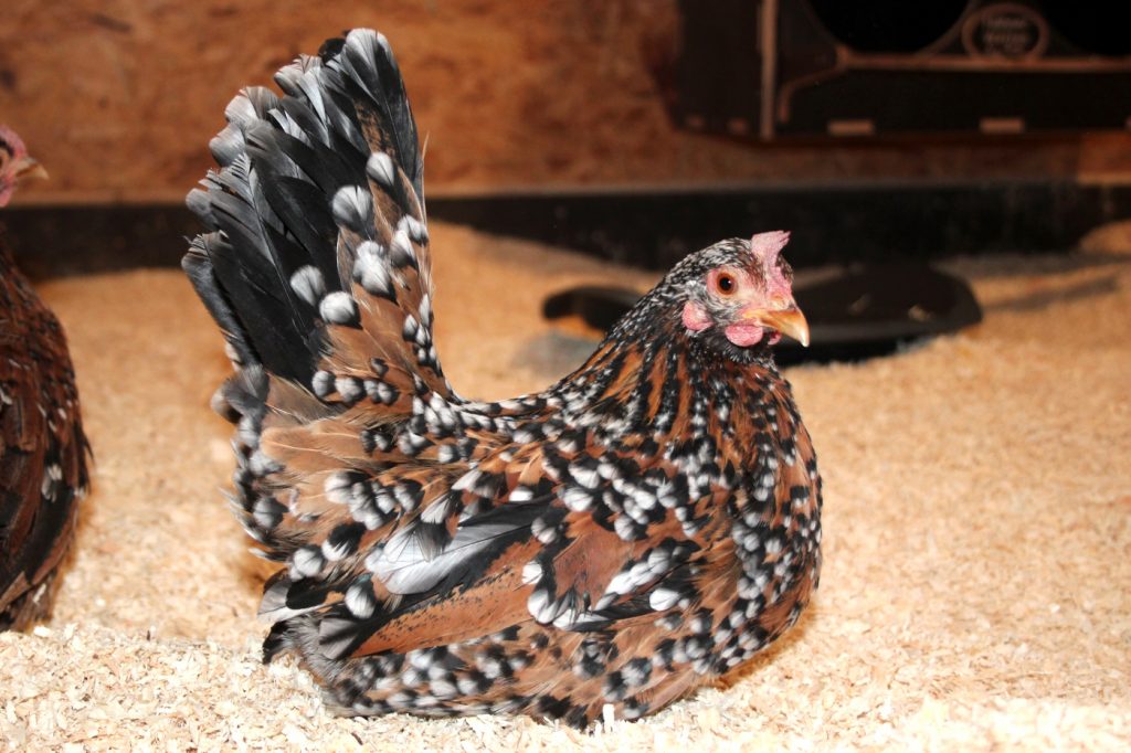 Auf dem Bild sieht man ein Chabo Huhn im Hühnerstall