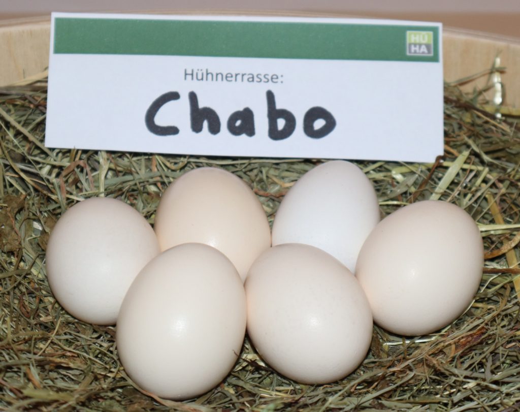 Auf dem Bild sieht man 6 cremefarbene Eier der Chabo Hühner im Heu liegen.