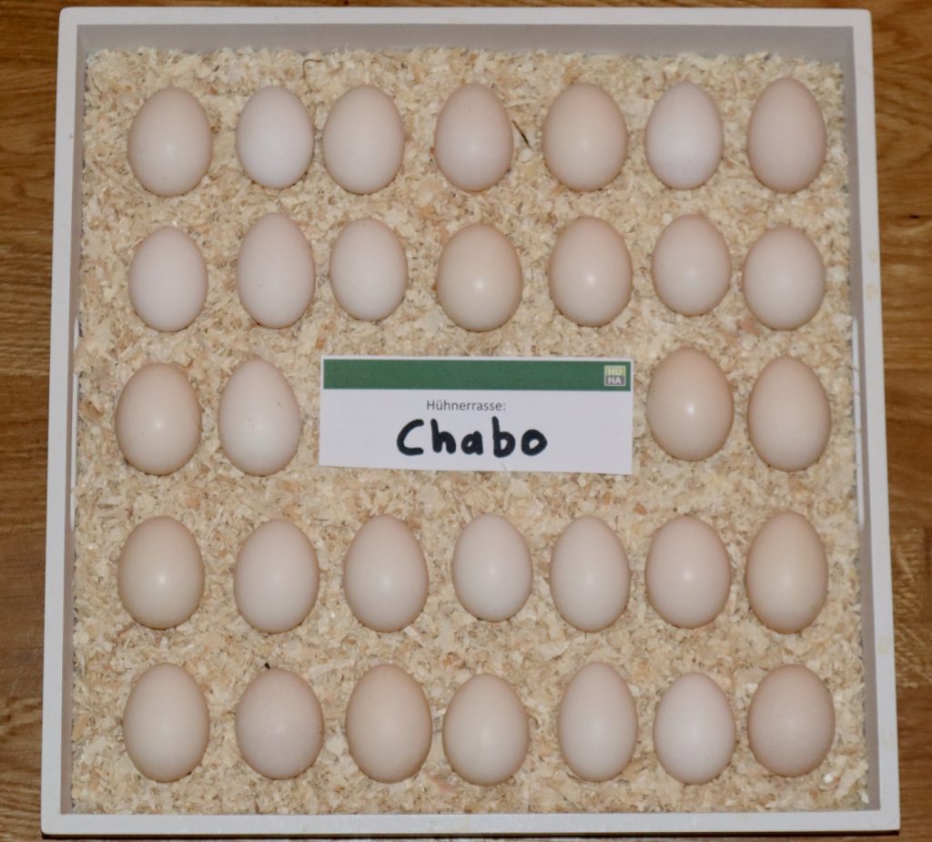 Zu sehen sind 32 Eier der Chabo Hühner auf einem Tablett.