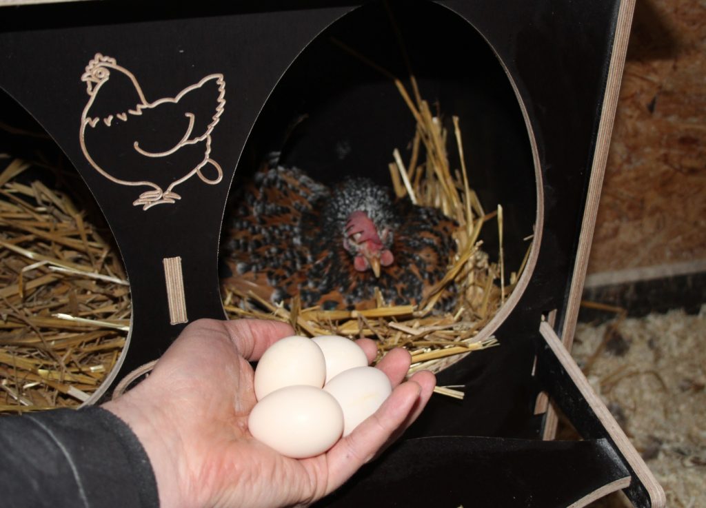 Auf dem Bild sieht man eine ältere Chabo Henne im Legenest und einige Eier.