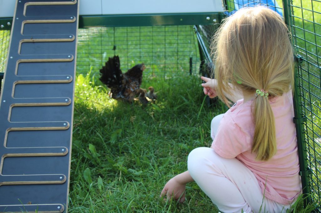 Auf dem Bild sieht man ein kleines Mädchen, das sich liebevoll um die Zwerghühner kümmert.