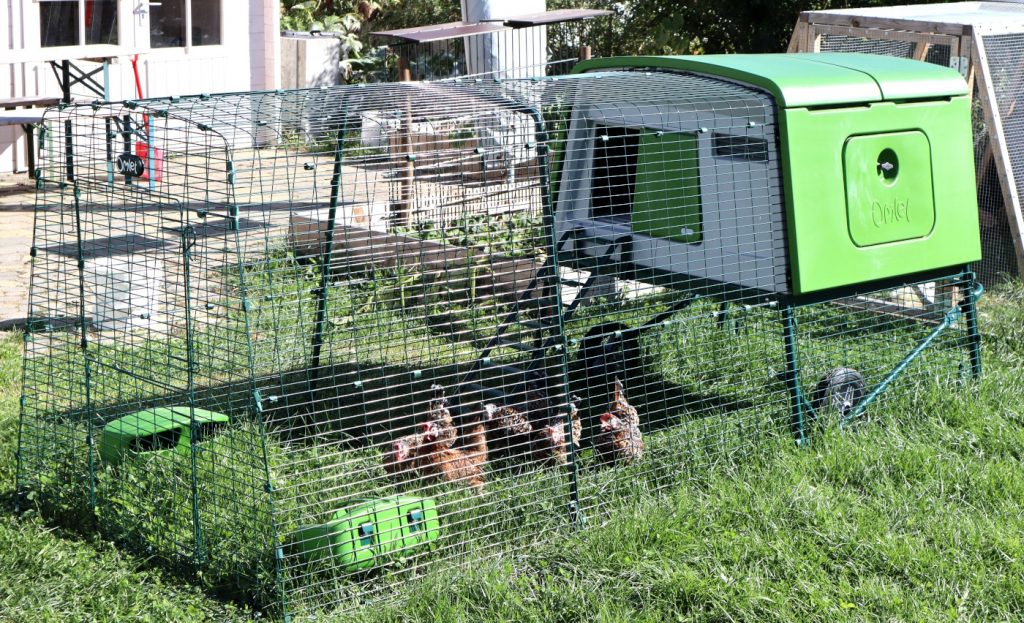 Auf dem Bild sieht man Zwerghühner im Hühnerstall mit Auslauf.