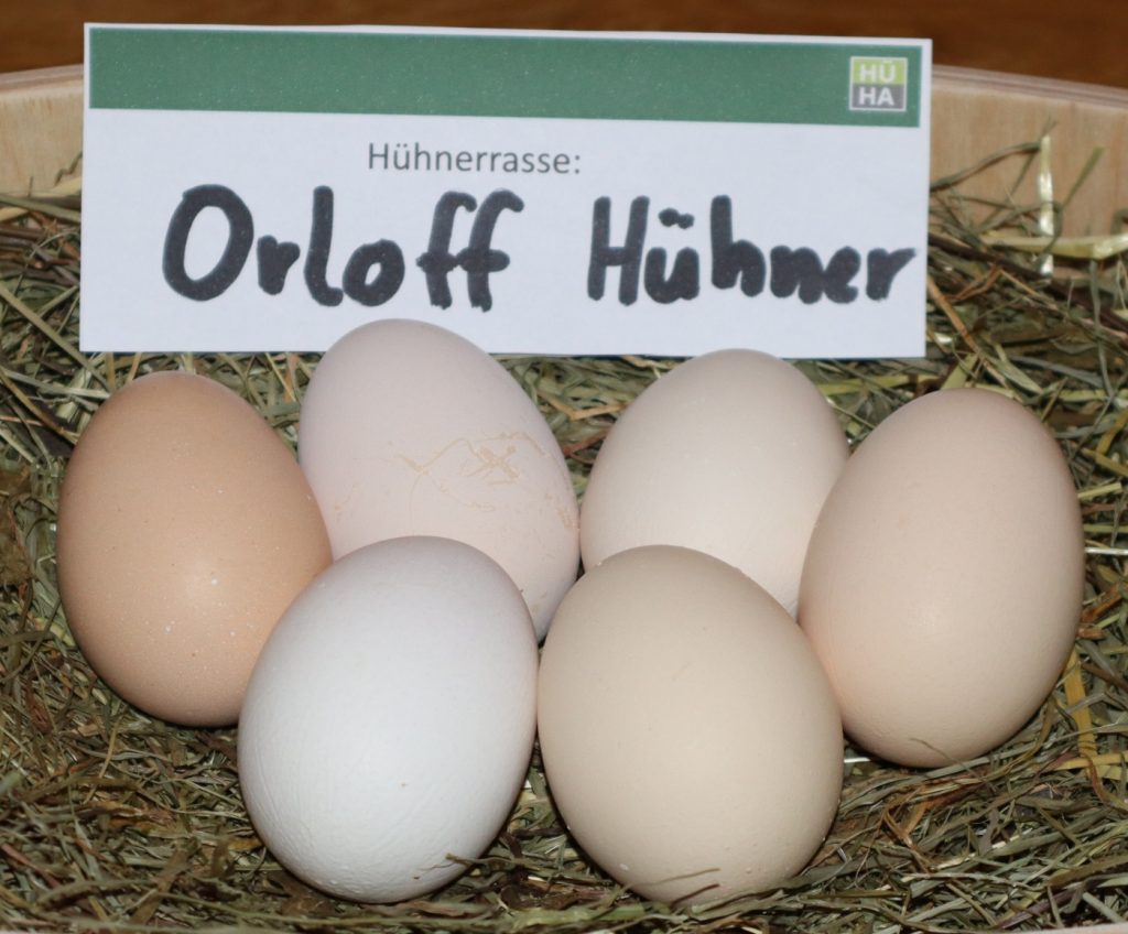 Man sieht 6 Eier der Orloff Hühner auf einem Heubett liegen.