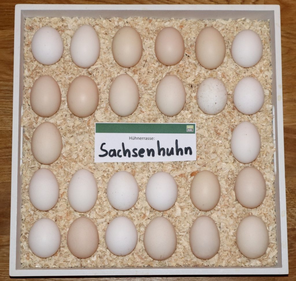 Auf dem Bild sieht man 26 Eier der Sachsenhühner
