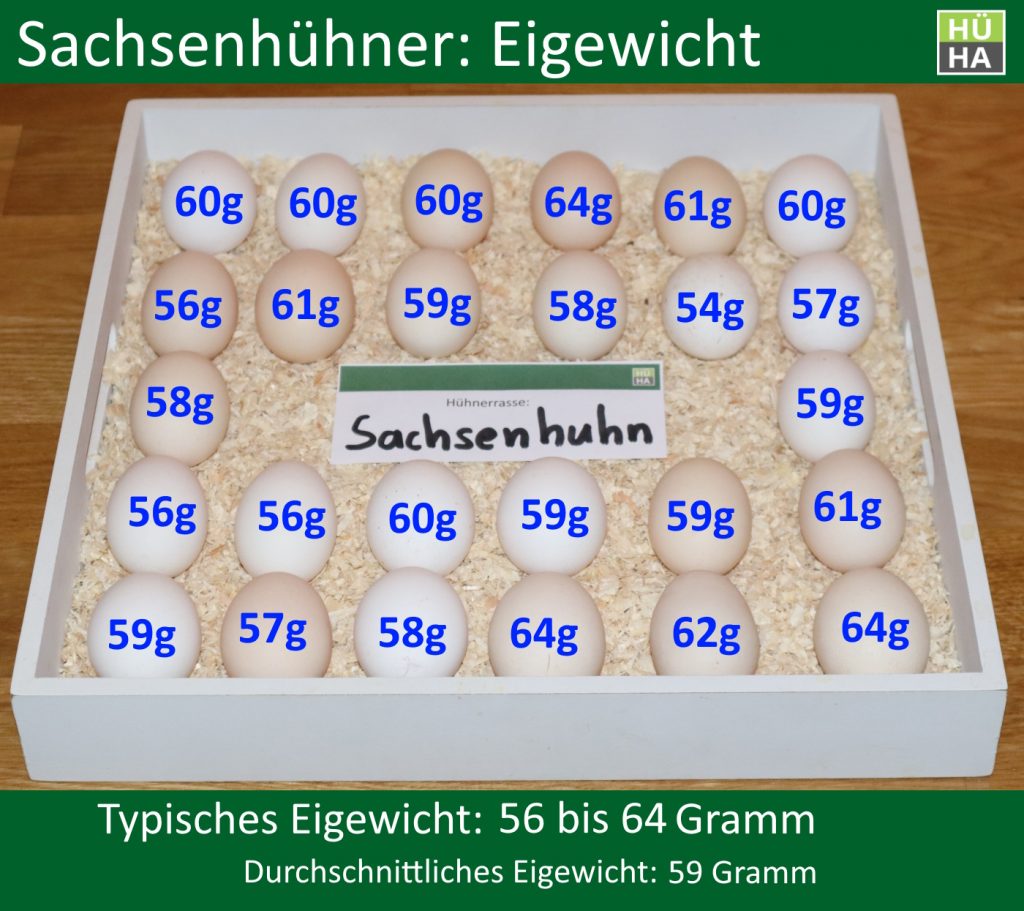 Auf dem Bild sieht man 26 Eier der Sachsenhühner mit der jeweiligen Gewichtsangabe.